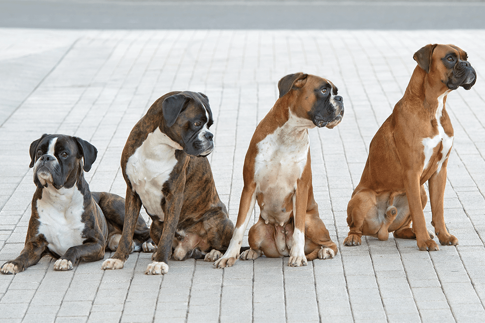 Boxer dogs store available for adoption