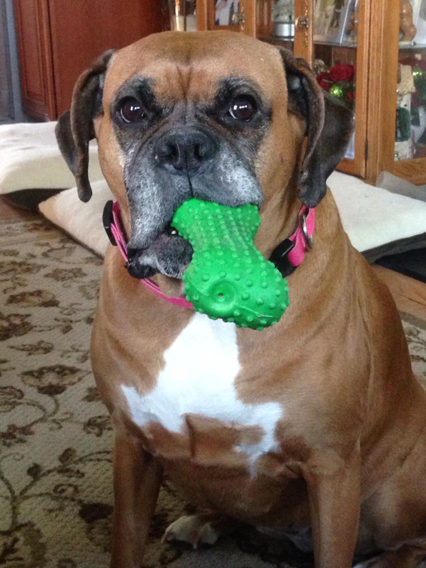 Peanut - New Jersey Boxer Rescue