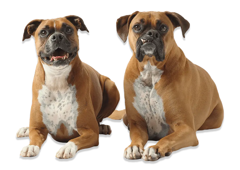 Boxer dogs store looking for homes